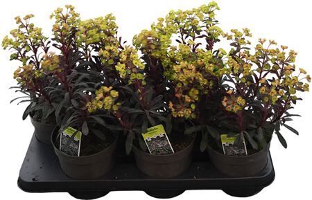 Euphorbia Miners Merlot