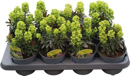 Euphorbia Miners Merlot