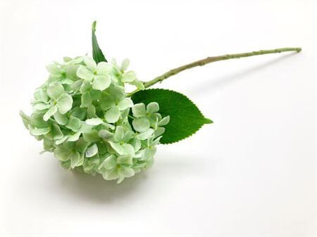 Stem Hydrangea L55
