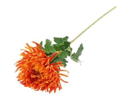 Stem Chrysanthemum