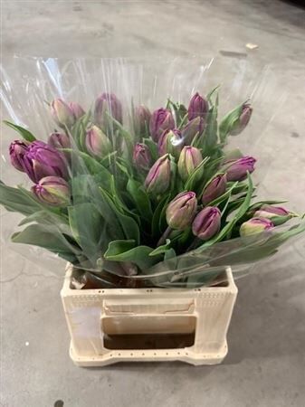 Tu Du Negrita Double