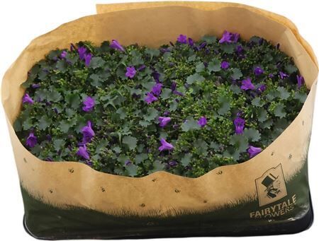 Camp Port Get Me Blue Xl