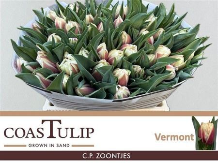 Tu Du Vermont