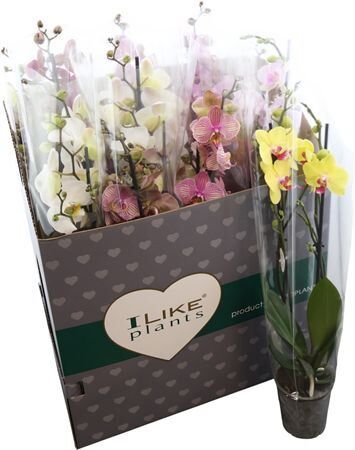 Phal Gemengd 2 Tak Levo