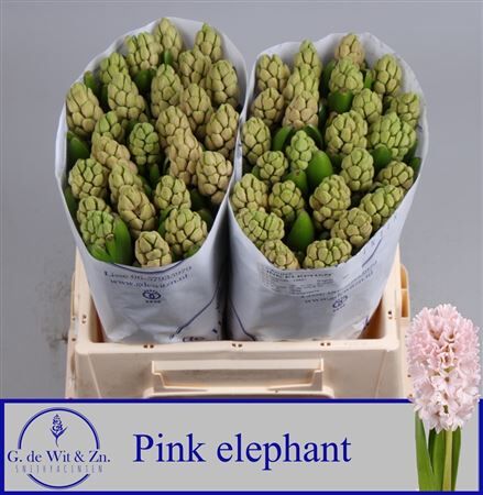Hyac Pink Elephant