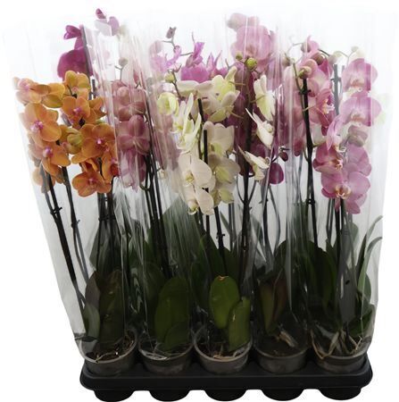 Phal Gemengd I Like Mix 2 Tak