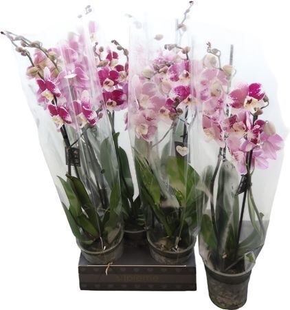 Phal Barcelona 2 Tak