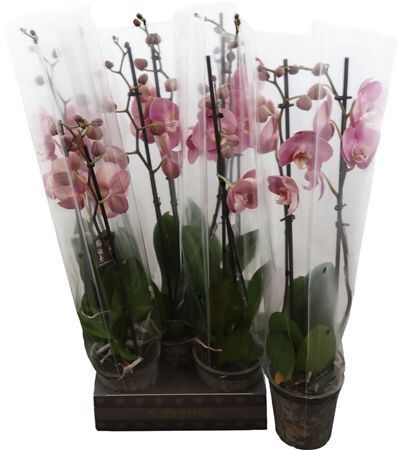 Phal Honey Peach 2 Tak