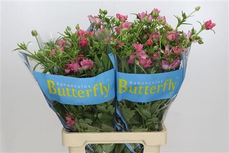 Ranunculus Butterfly Isis