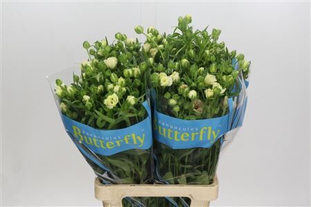 Ranunculus Butterfly Ariadne