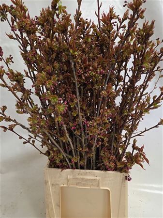 Prunus Serrulata P Bunch