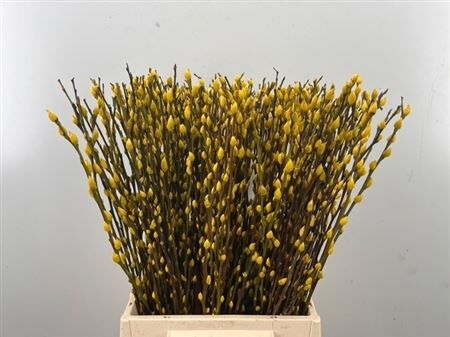 Salix Wilgenkatjes Yellow 50cm P Stem