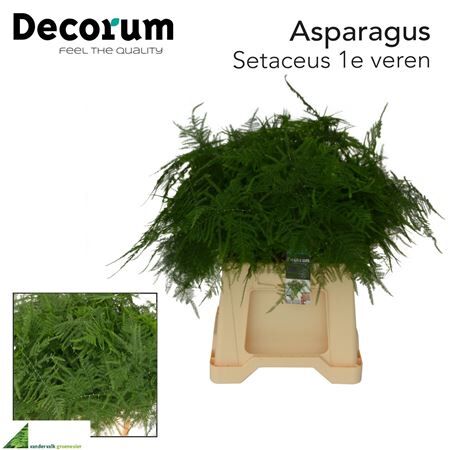 Asp Setaceus 1e Veren
