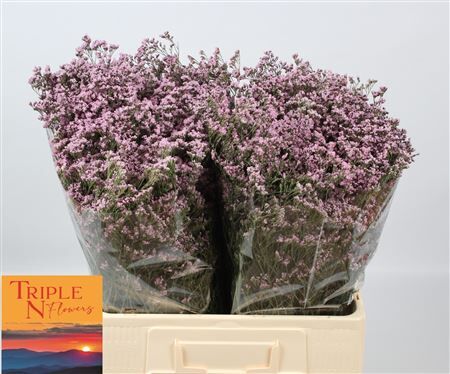 Lim Safora Oshi Pink