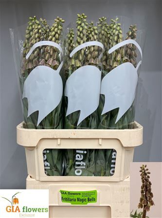 Fritillaria Magic Bells