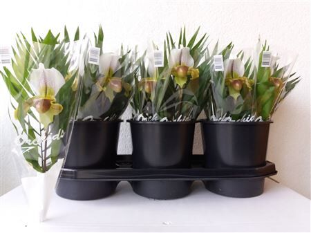 Paphioped X Leeanum Green White