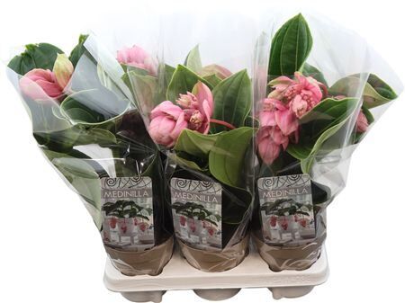 Medinilla Candy 1 Knop