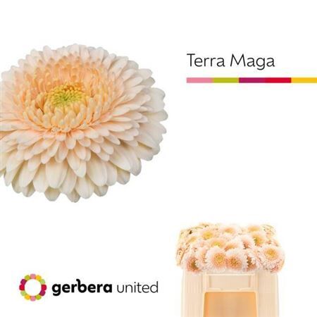 Ge Mi Pom Terra Maga