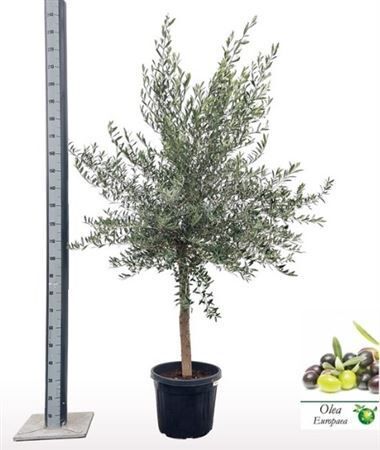 Olea Europae Stam