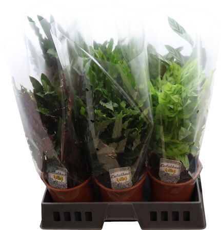 Calathea Gemengd