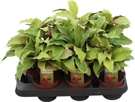 Calathea Fusion Yellow