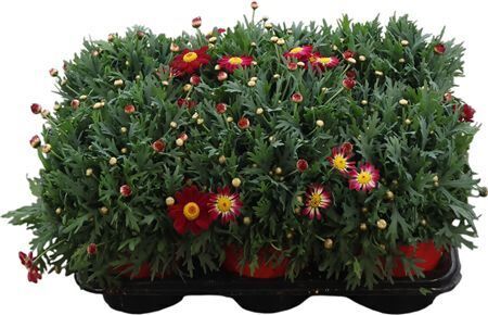 Argyr Frut Red Struik