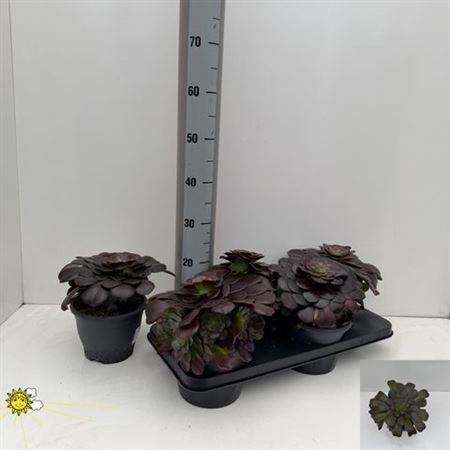 Aeonium Ab Velours