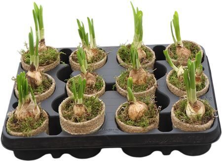 Arr Kamerpl Mand Tet