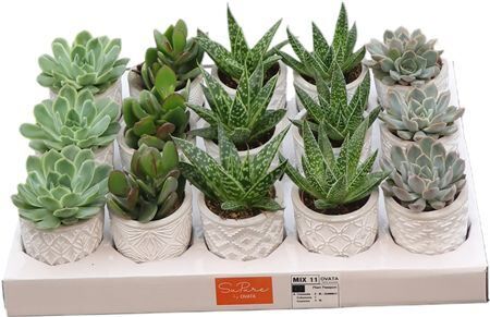 Succ Gemengd Keramiek Stockholm