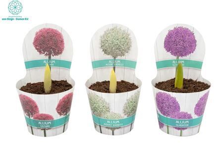 Allium Gemengd In Luxe Potcover