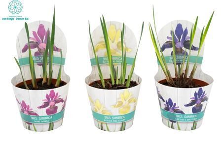 Iris Sibirica Gemengd Potcover