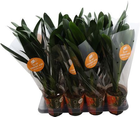 Clivia Miniata Potcover