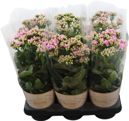 Kalanchoe Graceful Pink Potcover