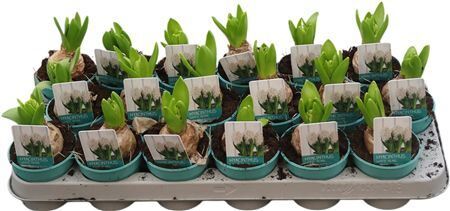 Hya A White Pearl 1pp