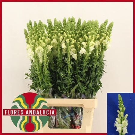 Antir Potomac Early White