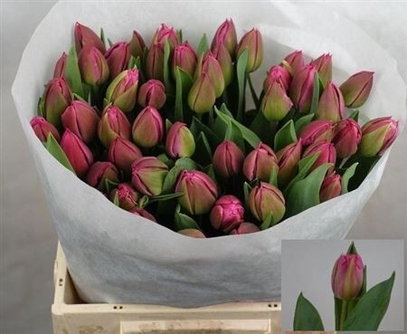 Tu Du Queen Of Marvel