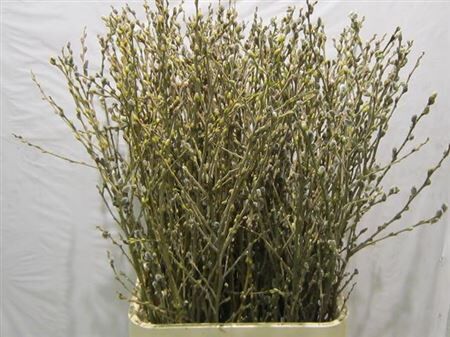 Salix Wilgenkatjes Spray