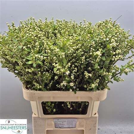 Exochorda Mag Springtime