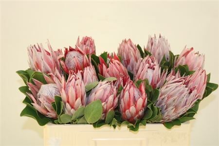 Protea Cynaroides