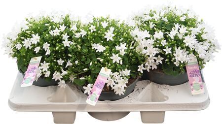 Camp Pos Adansa White