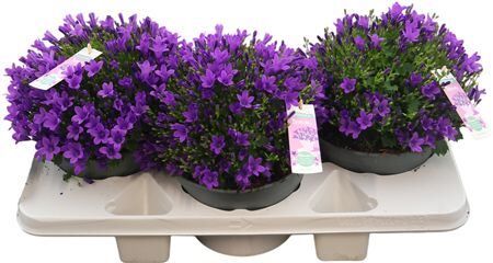 Camp Por Ambella Intens Purple