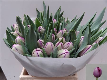 Tu Du Brother In Arms