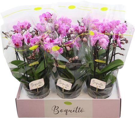 Phal Boquetto Delight 3-5 Tak