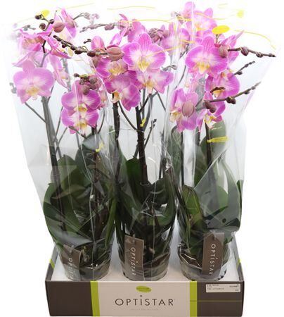 Phal Optistar Carey 2 Tak