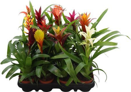 Brom Gemengd Exclusieve