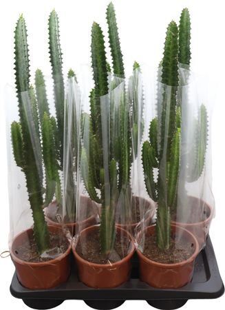 Euphorbia Trigona