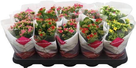 Kalan Bl Gemengd Favorita 6kl