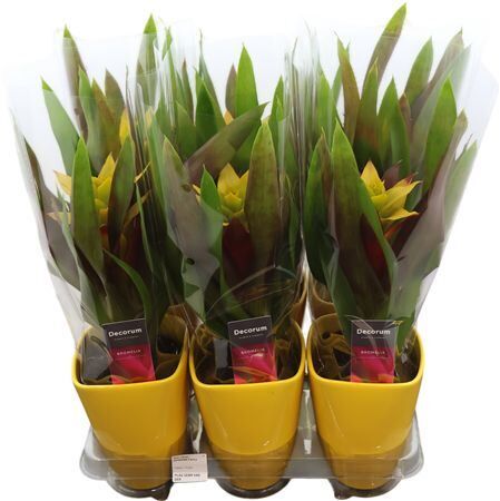 Guzm Fancy Squarrosa Keramiek