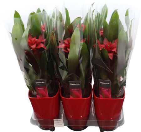 Guzm Optima Squarrosa Keramiek