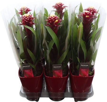 Guzm Francesca Keramiek